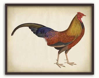 Sri Lanka jungle fowl print, rooster print, rooster wall art, rooster Kitchen wall decor, rooster illustration, 8x10 print