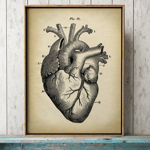 May include: A vintage anatomical illustration of a human heart with labeled parts. The heart is depicted in black and white on a cream-colored background. The image is labeled "Fig. 57."