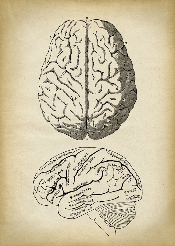 Anatomy Print, Brain Anatomical Drawing, Brain Print, Anatomy Poster,  Scientific Illustration, Medical Doctor Gift, Brain Drawing - Etsy Sweden