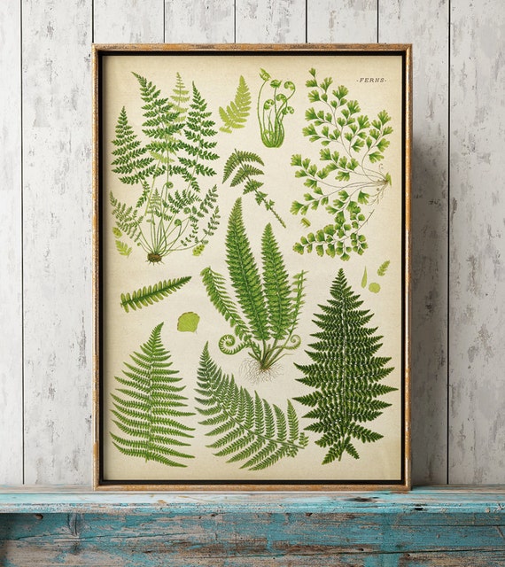 Botanical Chart Poster