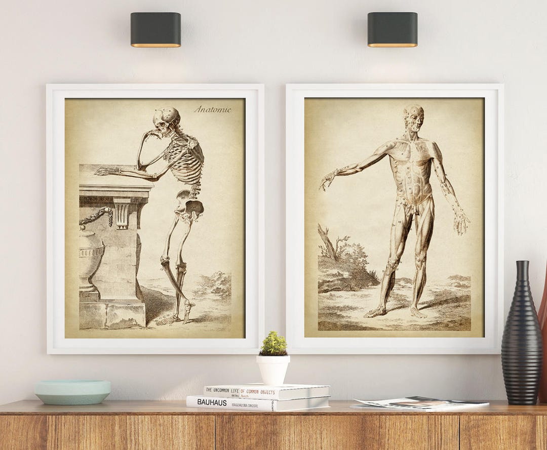 Anatomy Print SET: Antique Human Skeleton, Medical Illustration - Etsy