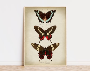 Vintage Butterfly Chart Art Print: Scientific Wall Decor