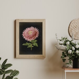 Botanical Poster, Pink Chrysanthemum Flower Print, vintage aesthetic, Black Background, Flower Poster, Kitchen decor Art Fast Track Shipping image 2