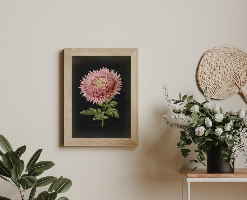 Botanical Poster, Pink Chrysanthemum Flower Print, vintage aesthetic, Black Background, Flower Poster, Kitchen decor Art Fast Track Shipping image 2