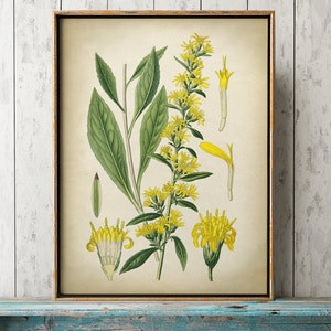 Yellow Flower Botanical Print Set: Vintage Floral Art, Set of 4 - Etsy