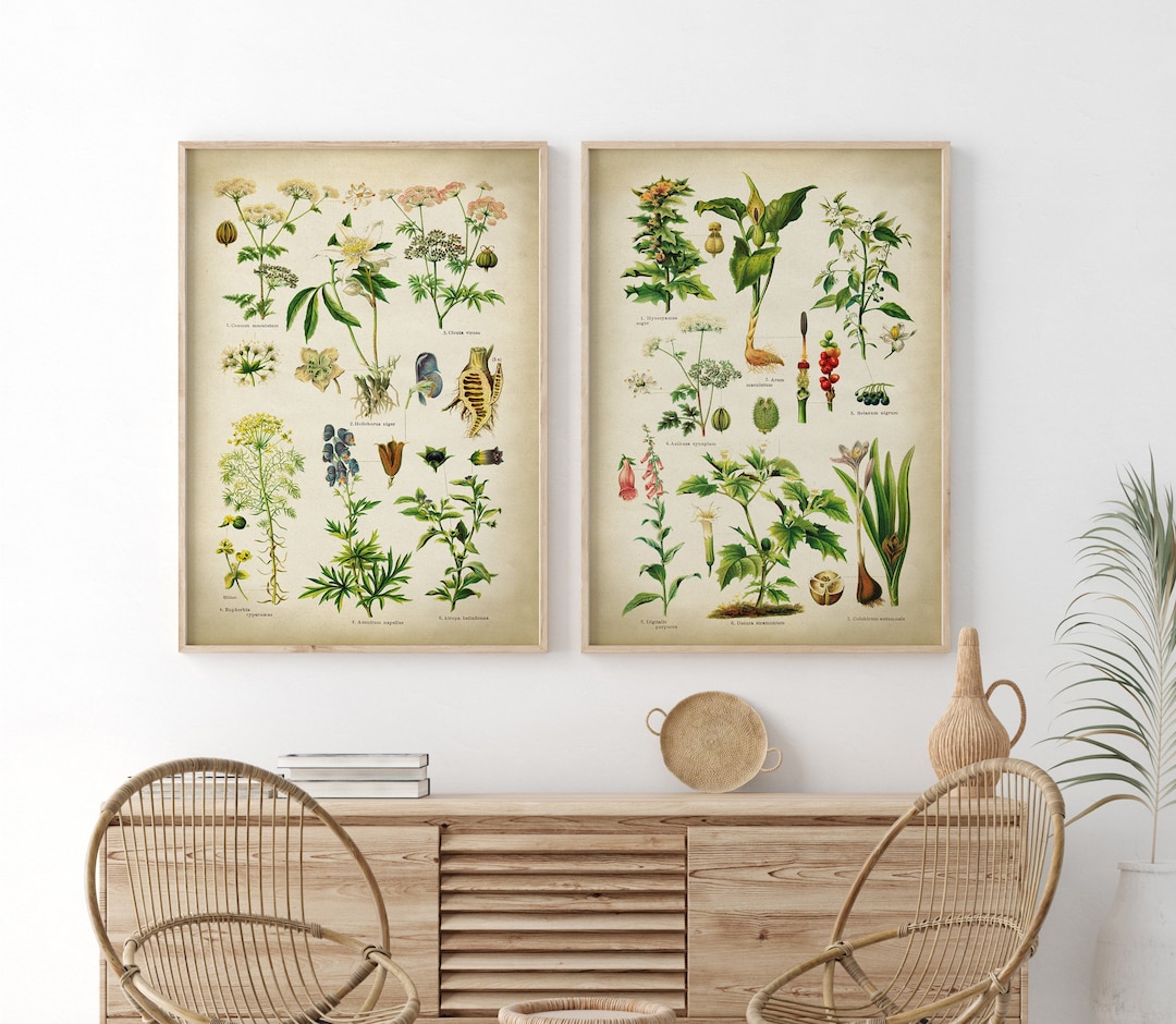 Botanical Print Set: Vintage Poisonous & Medicinal Plant Posters - Etsy