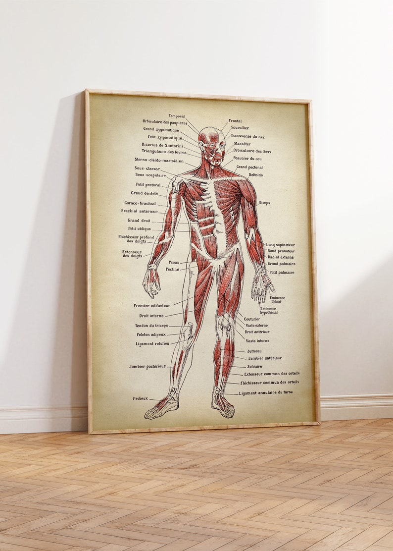 Anatomy Print SET of 2, Anatomical Poster, Muscular System Chart, Medical Print, Anatomy Chart, Antique Anatomy Fast Track Shipping image 3