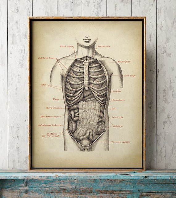 ANATOMY PRINT, Male Chest Anatomy Poster, Human Body Chart, Ribs Poster,  Medical Print, Anatomical Drawing, Vintage Human Anatomy -  Israel