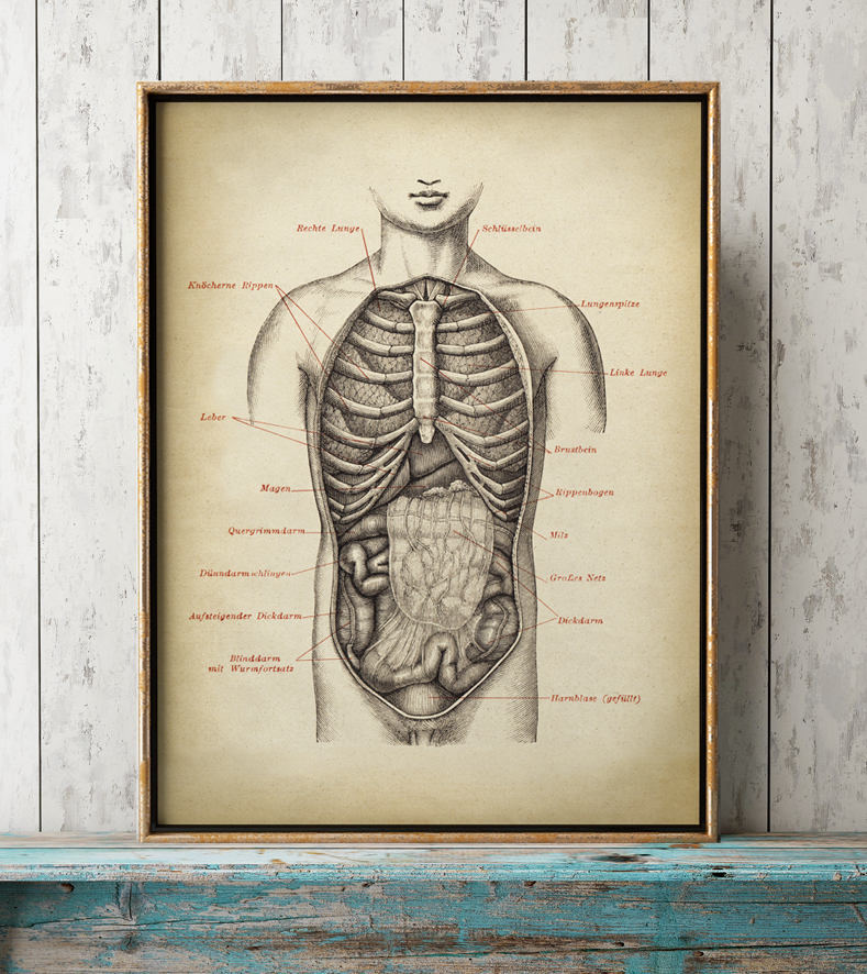 ANATOMY PRINT Male Chest Anatomy Poster Human Body Chart | Etsy