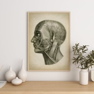 Head Anatomy Print, Vintage Anatomy Poster, Medical Wall Art, Doctor Gift, Anatomy Poster, Scientific Anatomy Print, Home Decor image 4