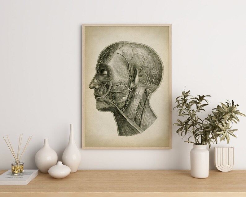 Head Anatomy Print, Vintage Anatomy Poster, Medical Wall Art, Doctor Gift, Anatomy Poster, Scientific Anatomy Print, Home Decor image 4