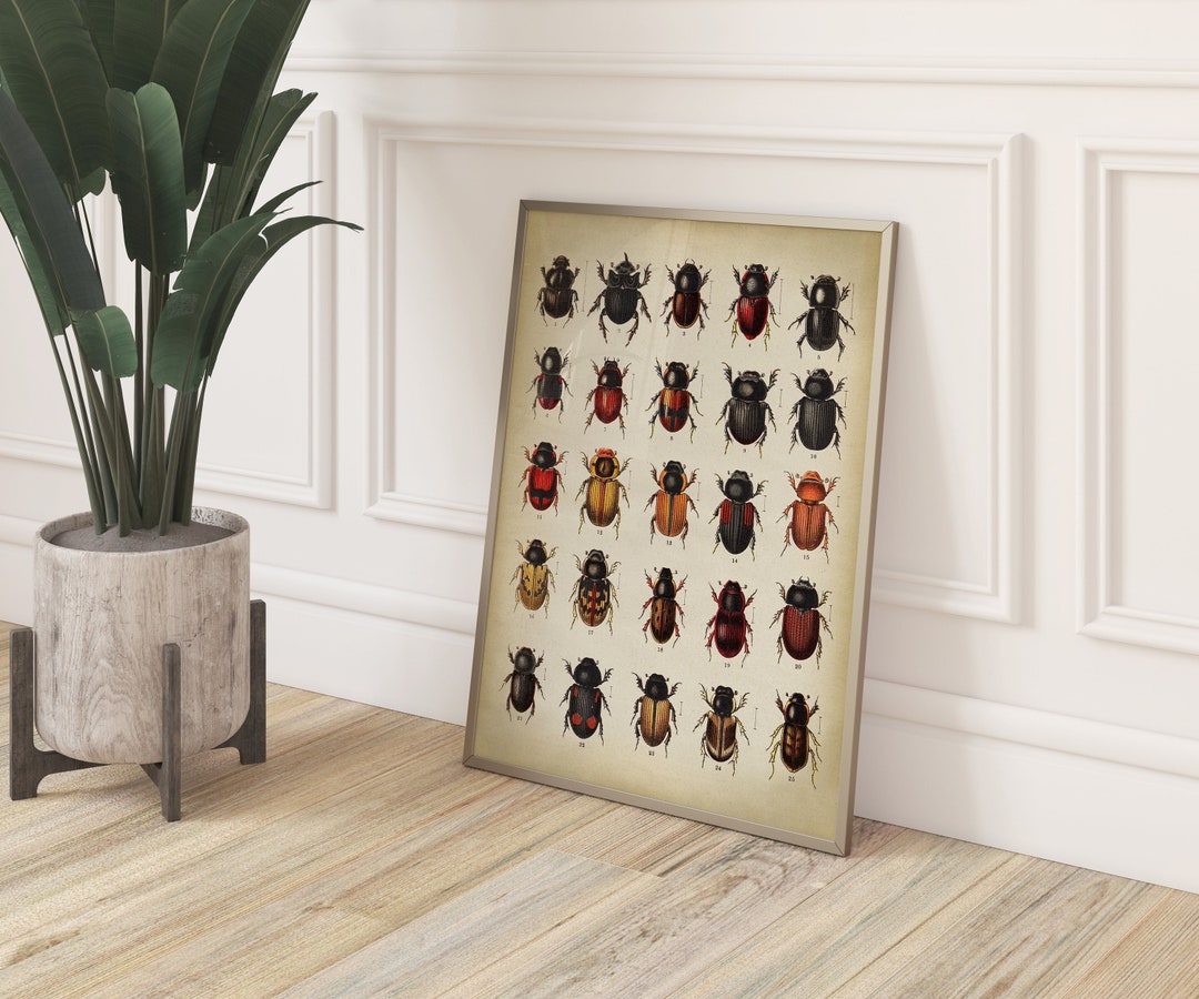 Beetles Insects Poster, Beetle Species Decorative Scientific Chart ...