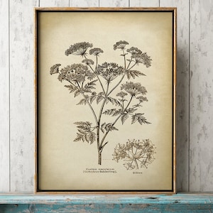 Pu&ograve; includere: Un'illustrazione botanica vintage di una pianta con delicati fiori bianchi e foglie simili a felci. Il testo sotto l'immagine recita "Conium maculatum (Gefleckter Schierling). Bl&uuml;sten."