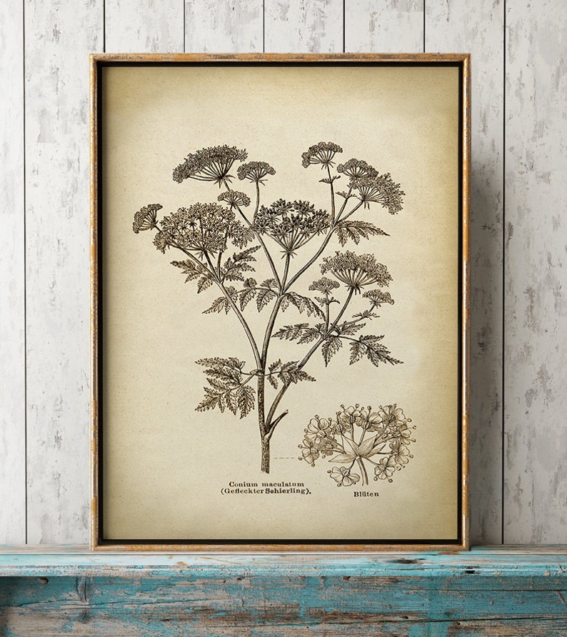 Pu&ograve; includere: Un'illustrazione botanica vintage di una pianta con delicati fiori bianchi e foglie simili a felci. Il testo sotto l'immagine recita "Conium maculatum (Gefleckter Schierling). Bl&uuml;sten."