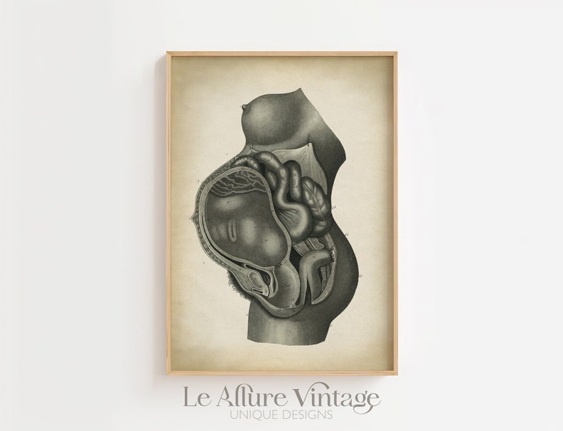 Pregnancy Anatomy Print, Fetus Vintage Anatomy Poster, Pregnant Medical Wall Art, Mom Anatomy Poster, Scientific Anatomy Print, image 1