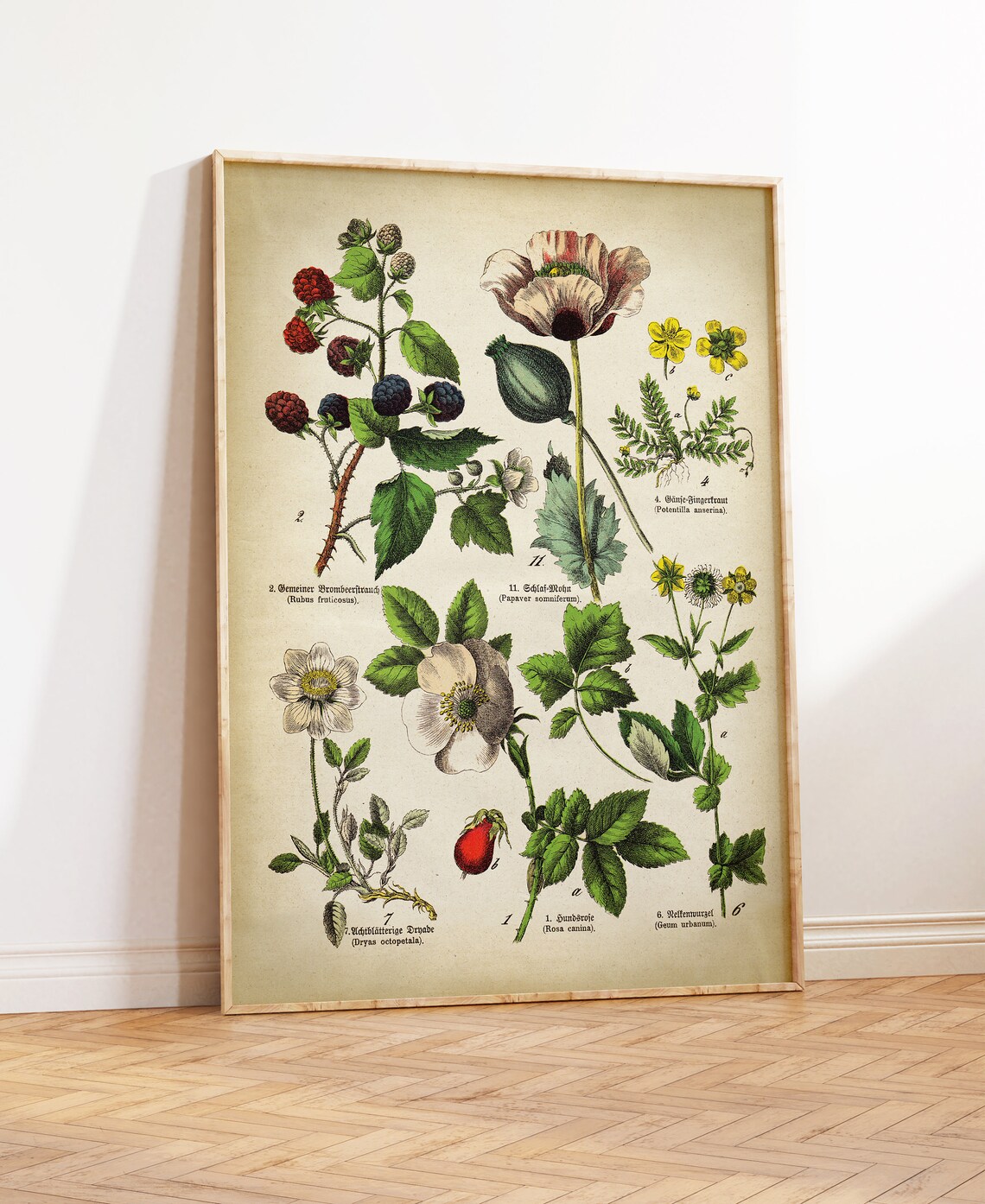 Botanical Print Set of 3 Mix and Match Vintage Flower Posters - Etsy