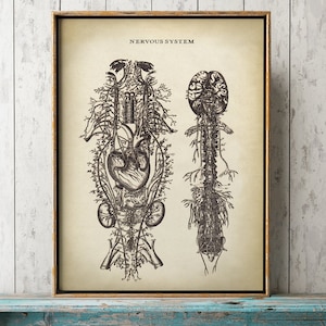Zenuwstelsel POSTER, vintage stijl anatomie, wetenschappelijke illustratie, anatomische tekening, neurologie, hersenen, anatomie print, medische kunst
