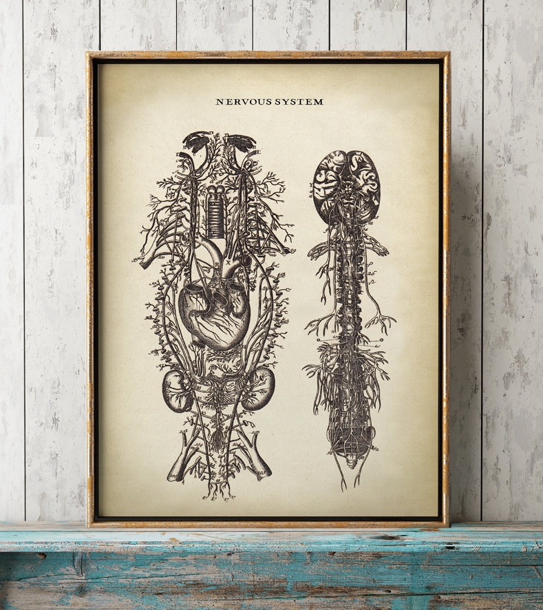Vintage Nervous System Poster: Anatomy Art Print - Etsy
