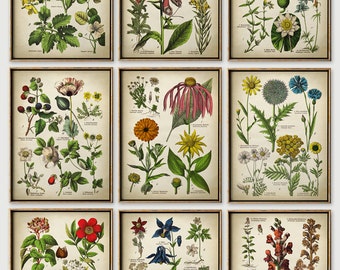 BOTANICAL print SET of 9 art prints, Botanical Set, botanical poster, flower poster, flowers print set, botanical illustration