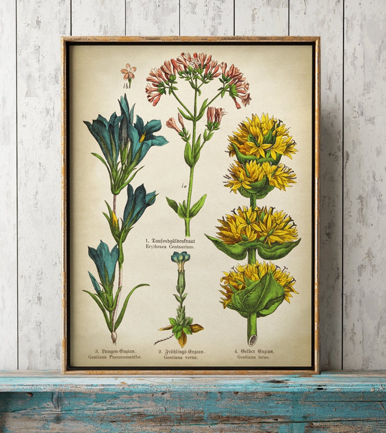 Medicinal Plant Botanical Print Set: Vintage Flower Wall Decor - Etsy