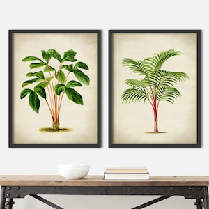 Palmen botanischer Druck 2er SET, Palmendruck, Palmenposter, Grünpflanzendruck, Vintage botanische Poster, Wandkunst Fast Track Versand
