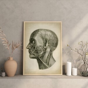 Head Anatomy Print, Vintage Anatomy Poster, Medical Wall Art, Doctor Gift, Anatomy Poster, Scientific Anatomy Print, Home Decor image 5