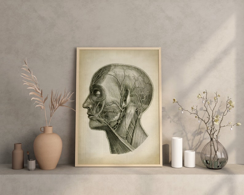 Head Anatomy Print, Vintage Anatomy Poster, Medical Wall Art, Doctor Gift, Anatomy Poster, Scientific Anatomy Print, Home Decor image 5