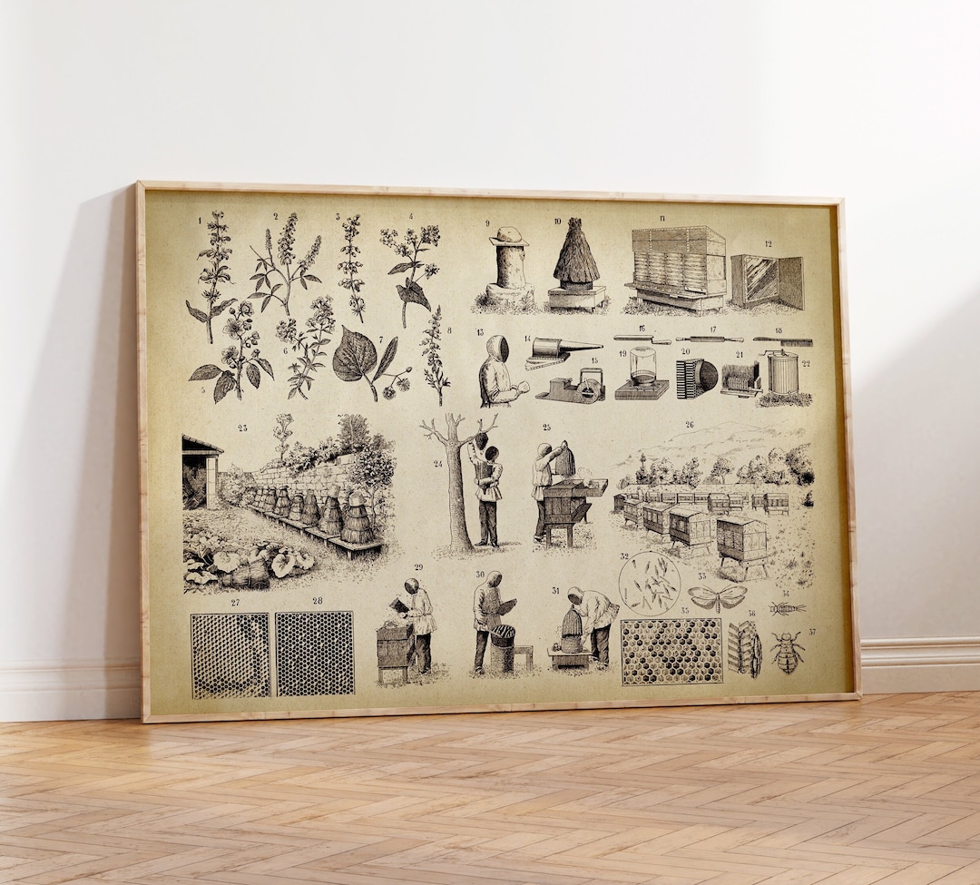 Beekeeping Chart Art Print: Vintage Apiculture Illustration - Etsy