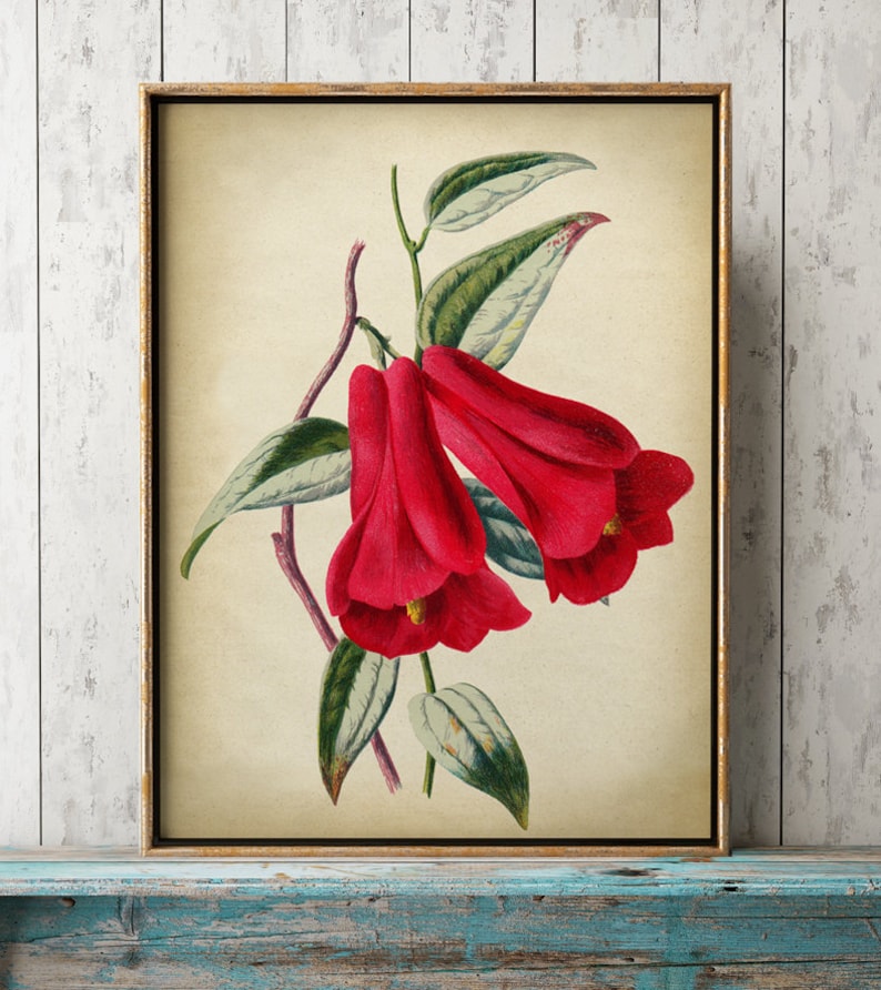 May include: Vintage botanical illustration of a red flower with green leaves. The flower has a bell shape and is depicted in a realistic style.