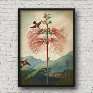 May include: A vintage botanical illustration of a red flowering plant with two small orange and yellow birds perched on the branches. The plant is set against a backdrop of green and blue mountains.