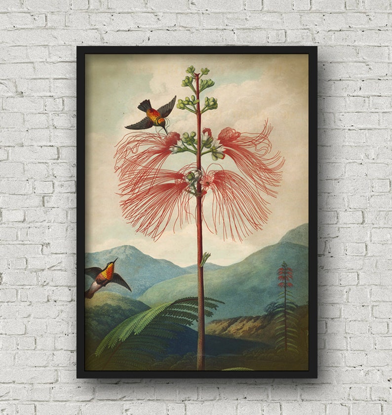 May include: A vintage botanical illustration of a red flowering plant with two small orange and yellow birds perched on the branches. The plant is set against a backdrop of green and blue mountains.