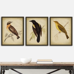 Conjunto de impresión de aves de 3, cartel de aves, impresión de pájaros cantores, carteles de ornitología antiguos, decoración de paredes de aves, arte de pared de aves Fast Track Shipping