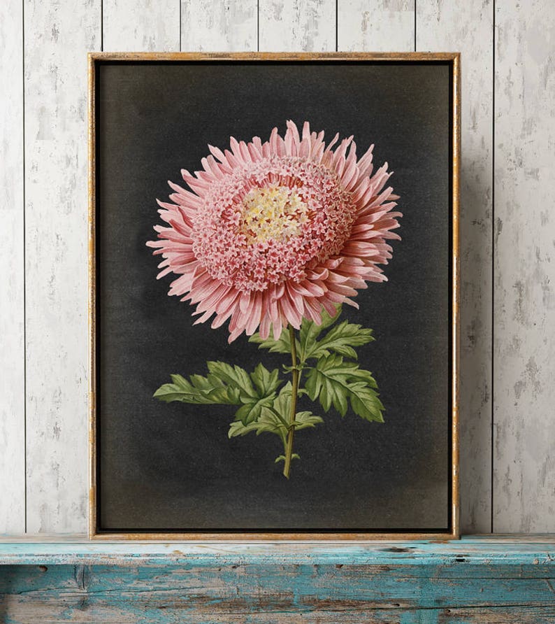 Botanical Poster, Pink Chrysanthemum Flower Print, vintage aesthetic, Black Background, Flower Poster, Kitchen decor Art Fast Track Shipping image 4