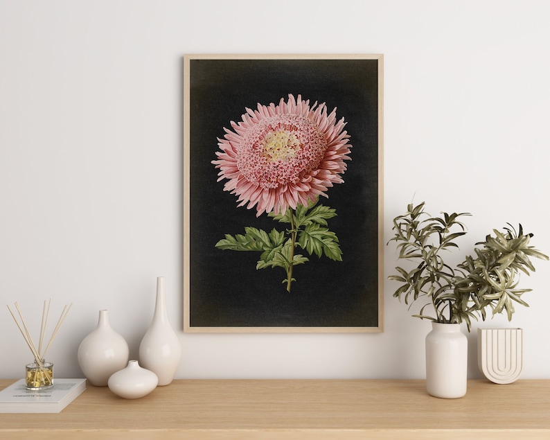 Botanical Poster, Pink Chrysanthemum Flower Print, vintage aesthetic, Black Background, Flower Poster, Kitchen decor Art Fast Track Shipping image 1