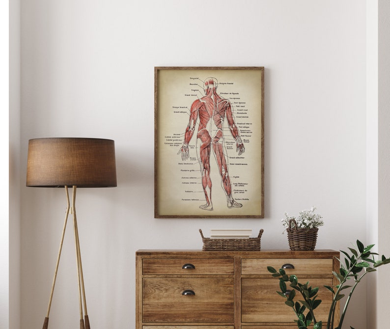 Anatomy Print SET of 2, Anatomical Poster, Muscular System Chart, Medical Print, Anatomy Chart, Antique Anatomy Fast Track Shipping image 6