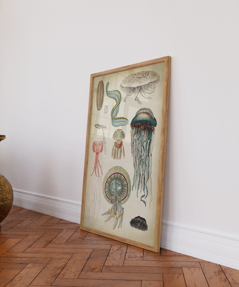 Jellyfish Print Jellyfish Art Print Scientific Chart Marine - Etsy