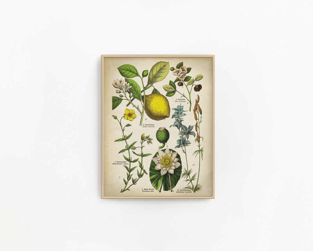 Vintage Lemon Tree Botanical Print: Citrus Fruit Wall Art - Etsy