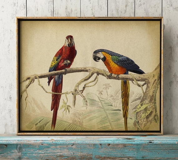 Colorful Macaw Parrot Print: Exotic Bird Wall Art