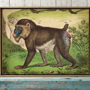 Mandrel MONKEY Print, Primate Poster, Monkey Poster, Monkey Illustration, Ape Home Decor, Wall Art, Natural history Art Fast Track Shipping