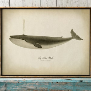 Blue Whale Art Print, Pencil Drawing, Beachy wall decor, Nautical art, Coastal decor, Marine Wall Art Fast Track Shipping