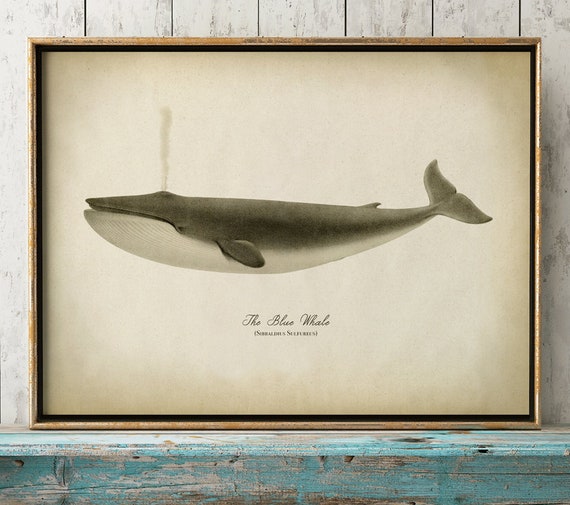 Blue whale - BB25 - Drawings & Illustration, Animals, Birds, & Fish,  Aquatic Life, Whales - ArtPal