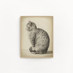 Cat Art Print, Sitting Cat, Pencil Drawing of a Cat Side, Vintage Style, Domestic Cat, Domestic Animal, Aged Cat Illustration Wall Art image 5