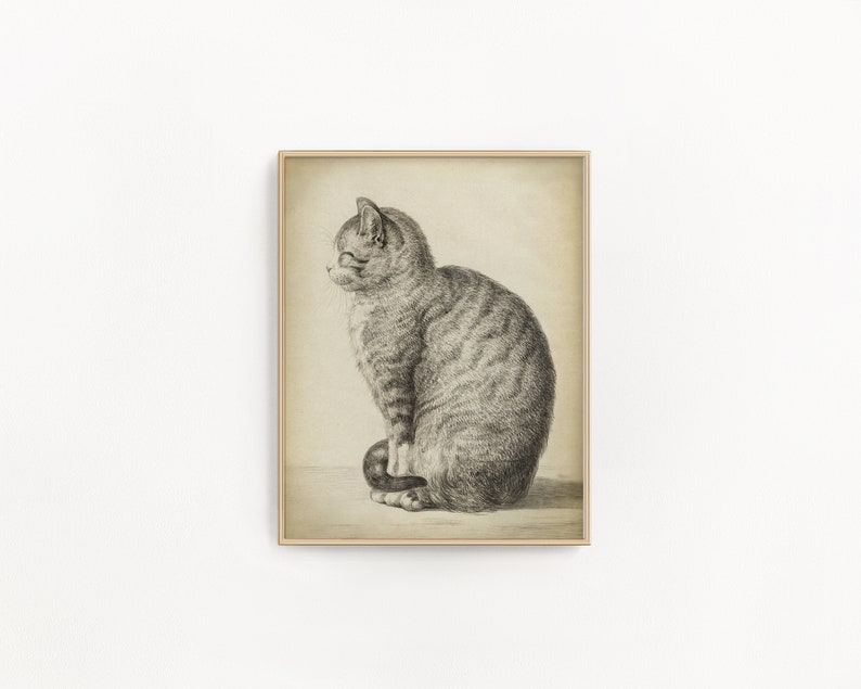 Cat Art Print, Sitting Cat, Pencil Drawing of a Cat Side, Vintage Style, Domestic Cat, Domestic Animal, Aged Cat Illustration Wall Art image 5