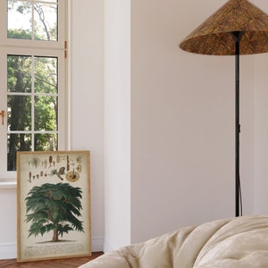 May include: A framed botanical illustration of a cedar tree with detailed drawings of its leaves, cones, and seeds. The illustration is in a light brown frame and is hanging on a white wall. A large, light brown, round, tufted chair is in the foreground. A tall, black floor lamp with a brown, woven, conical shade is in the background.