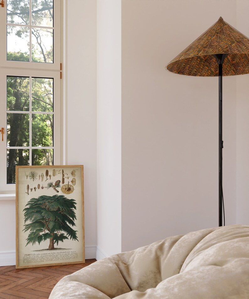 May include: A framed botanical illustration of a cedar tree with detailed drawings of its leaves, cones, and seeds. The illustration is in a light brown frame and is hanging on a white wall. A large, light brown, round, tufted chair is in the foreground. A tall, black floor lamp with a brown, woven, conical shade is in the background.