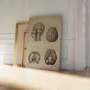 Puede incluir: Una ilustraci&oacute;n anat&oacute;mica vintage del cerebro humano. La imagen muestra cuatro vistas diferentes del cerebro, incluyendo una vista lateral, una vista superior y dos secciones transversales. La imagen est&aacute; impresa en papel color crema y enmarcada en un marco dorado.