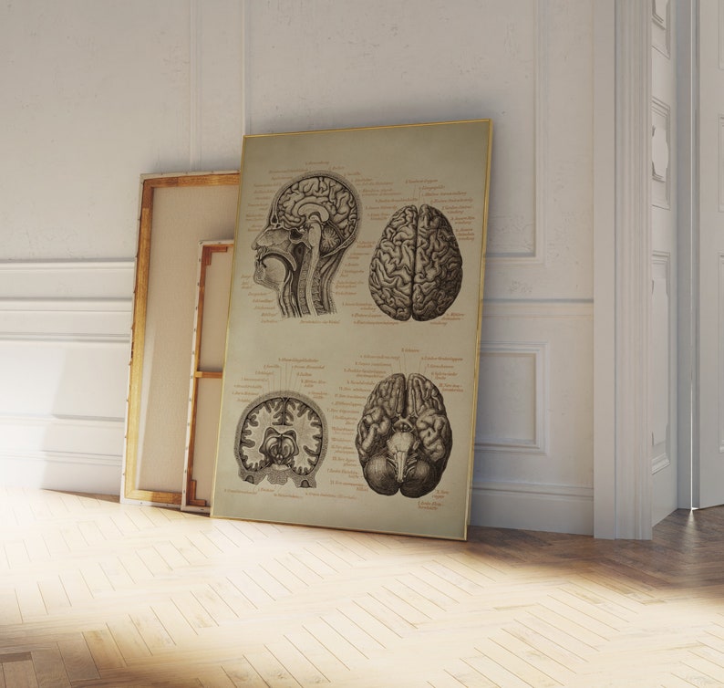 Puede incluir: Una ilustraci&oacute;n anat&oacute;mica vintage del cerebro humano. La imagen muestra cuatro vistas diferentes del cerebro, incluyendo una vista lateral, una vista superior y dos secciones transversales. La imagen est&aacute; impresa en papel color crema y enmarcada en un marco dorado.