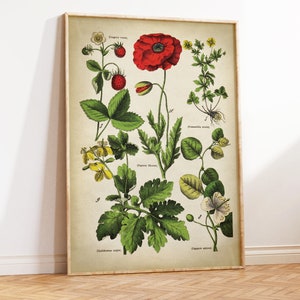 BOTANICAL print set of 6 art prints, medicinal plants, botanical poster, flower poster, flowers print set, red poppy Fast Track Shipping image 3