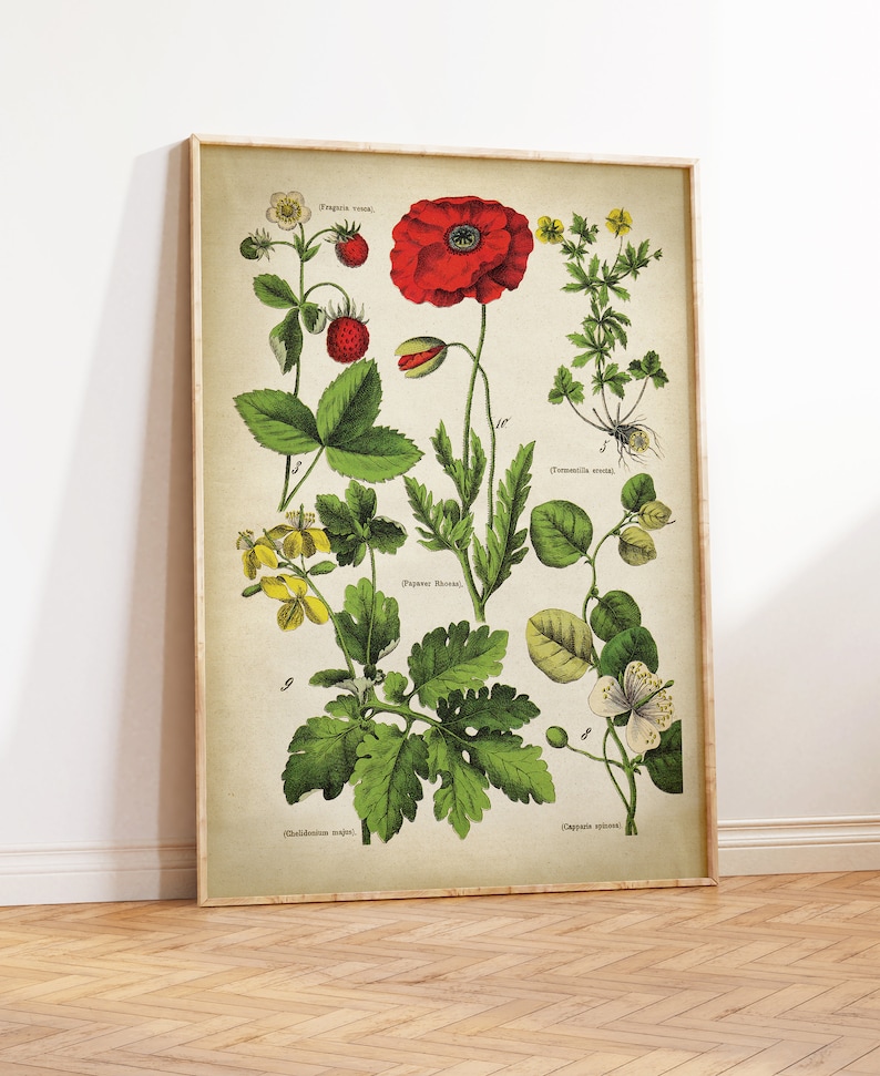 BOTANICAL Print Set of 6 Art Prints Medicinal Plants Etsy