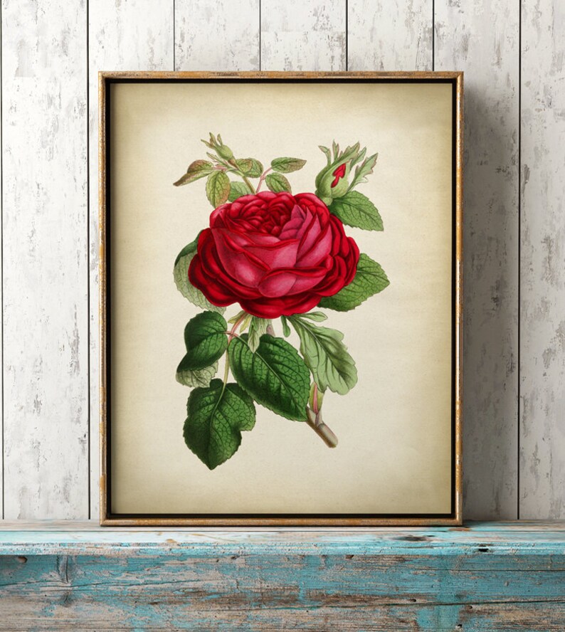 Botanical print set of 3, flower print set, roses, red rose print, pink rose print, botanical poster, botanical wall decor image 2